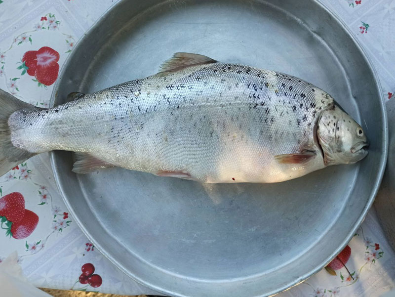 Επίσκεψη σε ιχθυοτροφείο - Ψάρεμα